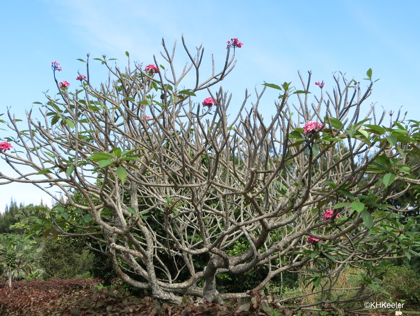 A Wandering Botanist Plant StoryFragrant Plumeria, Frangipani