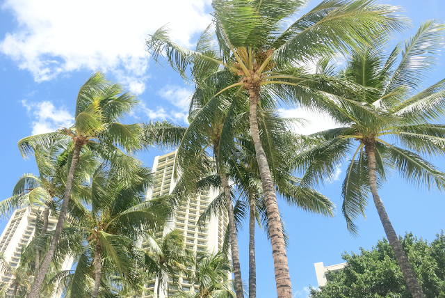 waikiki,oahu,hawaii,honolulu,plage,beach,city guide,travel guide,billabong