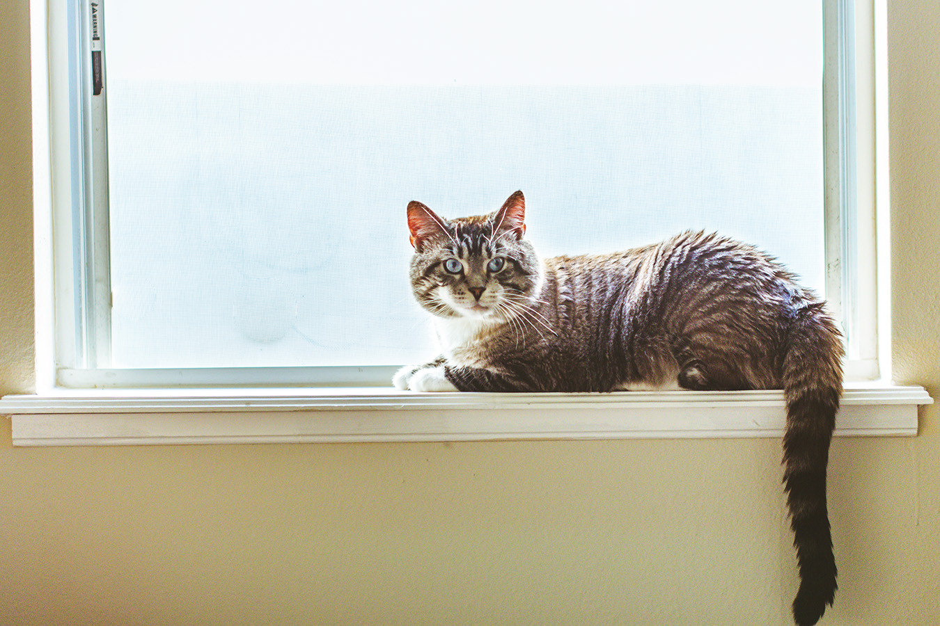 Top Tips for Cat Proofing your Home Australian Cat Lover