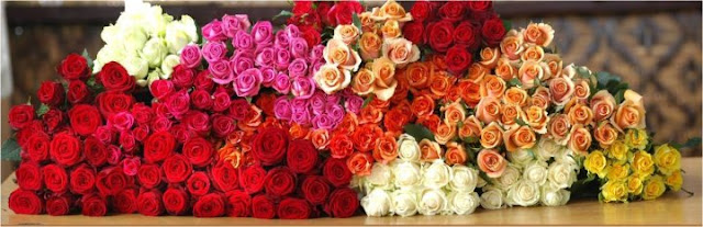 Jual Mawar Holland Bandung Terbaik | Pusat Florist Bandung