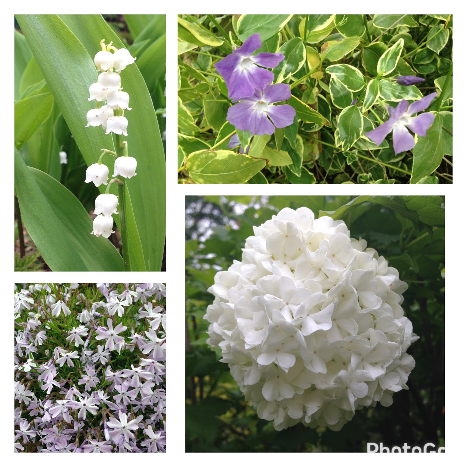fleurs de mai