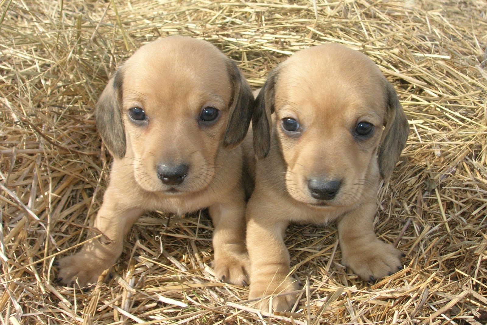 Tollett Dachshunds