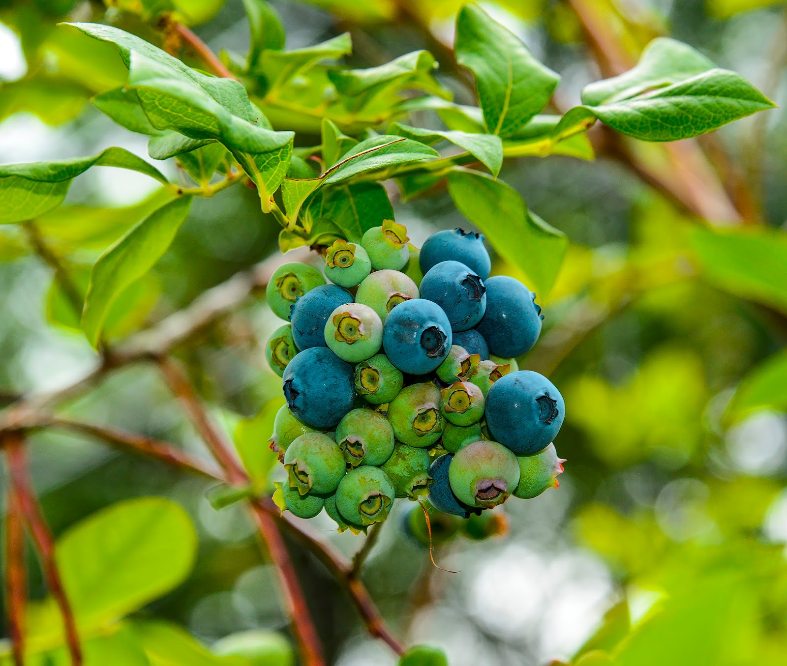 Fruit Trees Home Gardening Apple, Cherry, Pear, Plum Fruit Trees