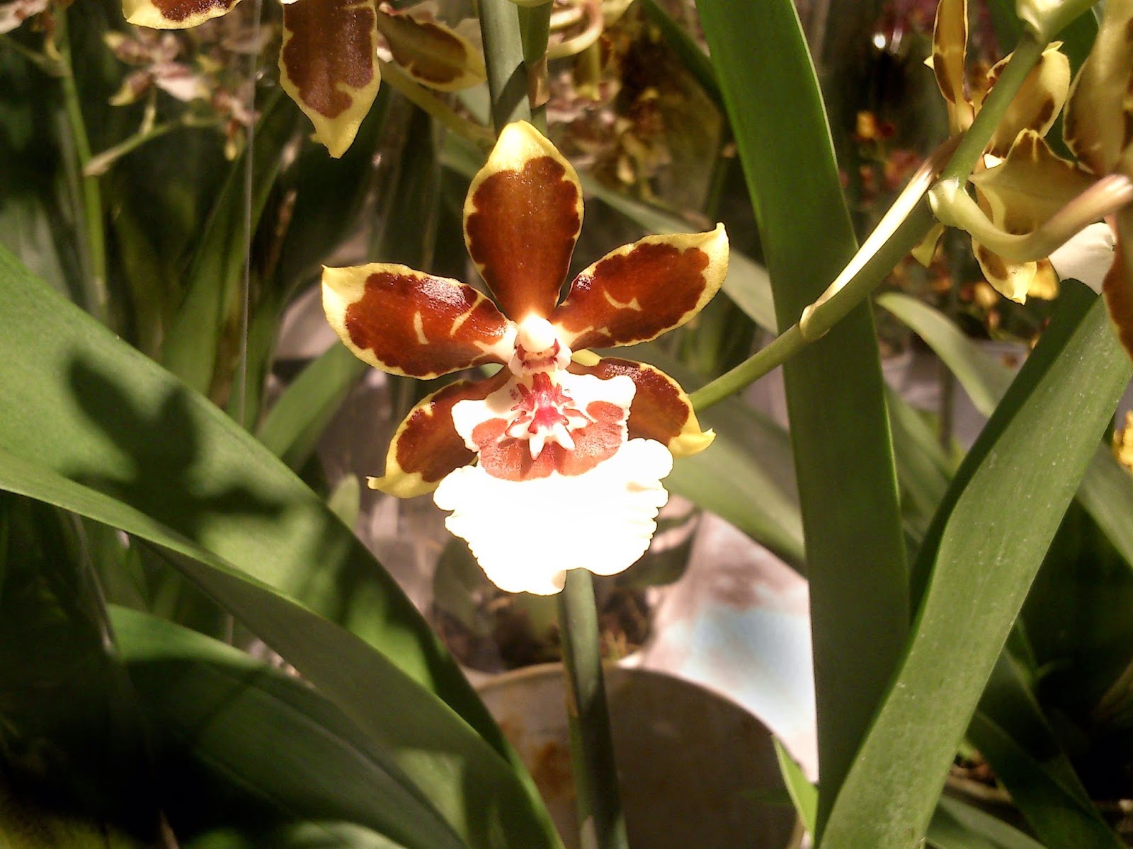 Cambria orkideblomst