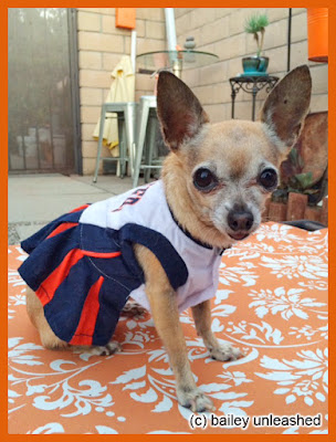 bronco's tiniest fan via baileyunleashed.com