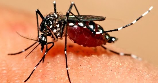 Bau Ayam Mengusir Nyamuk Malaria - Panduan Cara Main Sbobet