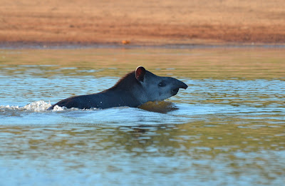 Brazilian Tapir, Tapirus terrestris