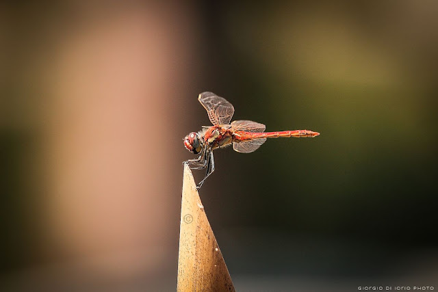 Dragonfly, libellula, insetti, natura, Canon EOS 450D, Canon EF 70-200 f4 IS, foto Ischia, macro, fotografia macro, natura,