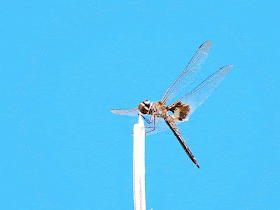 dragonfly, blue sky, tree branch, gif