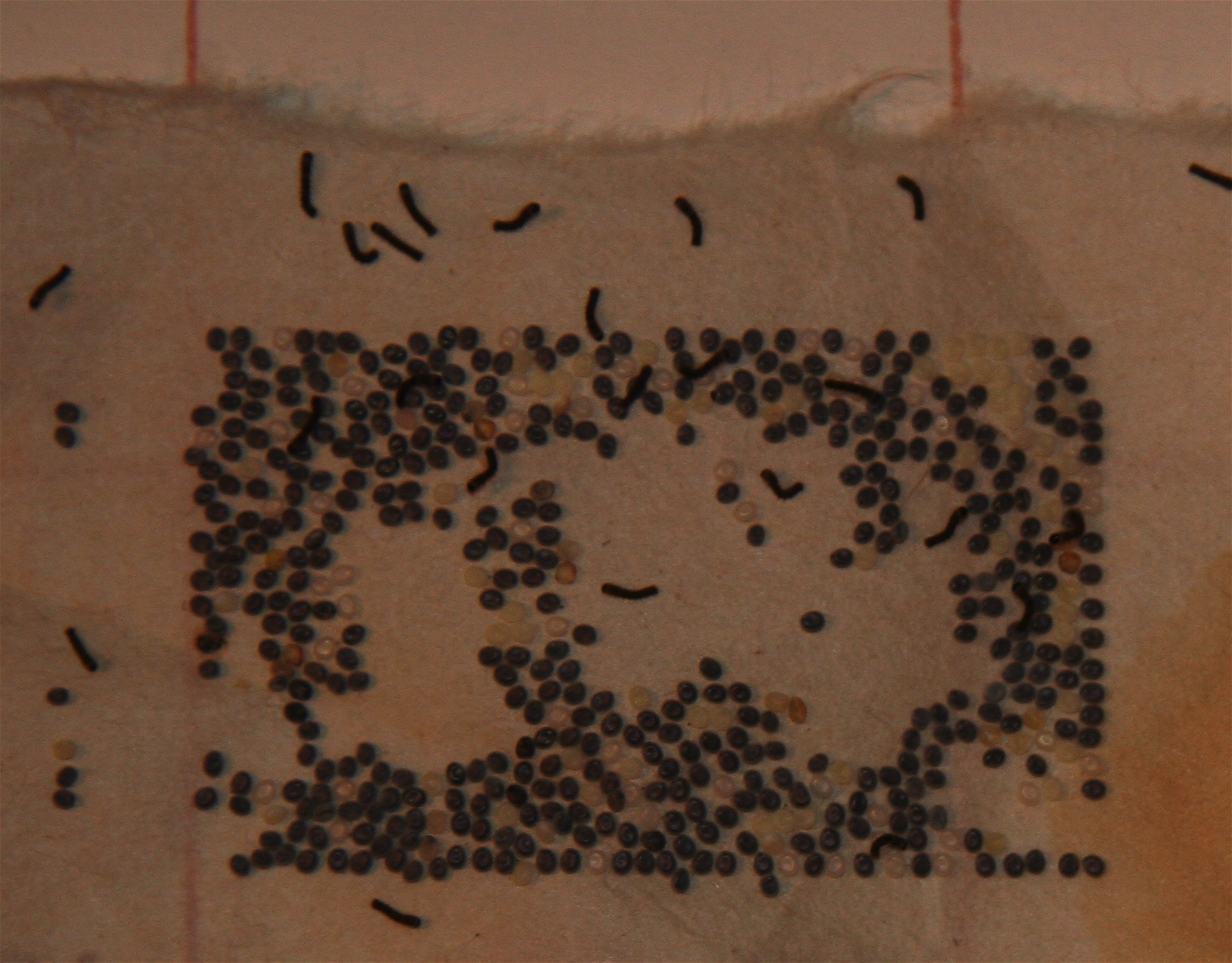 eggs silkworm hatch japanese hatched workshops ワークショップ textile silkworms