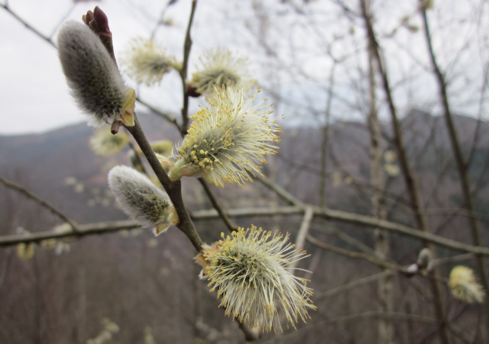 Flor de temporada Sauce cabruno
