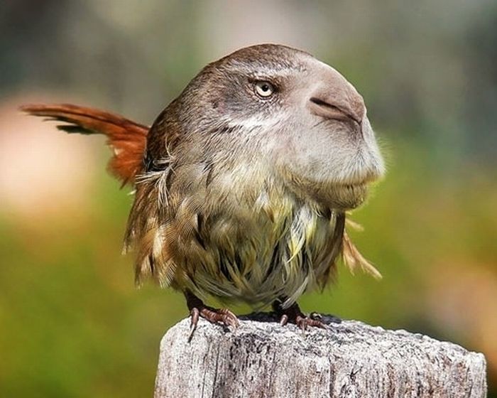 Funny Image Collection: Funny Animal Pictures With Captions | Funny