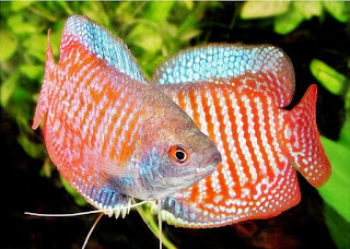 jenis-jenis ikan hias air tawar terindah jenis-jenis ikan hias air tawar terindah