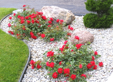 Lucy on Gardening: PRUNING KNOCKOUT, GROUNDCOVER & MINIATURE ROSE ...