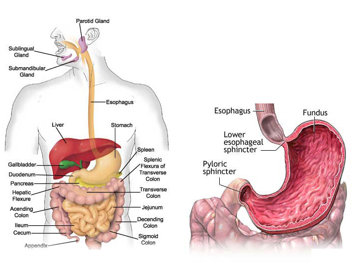 peptic-ulcer
