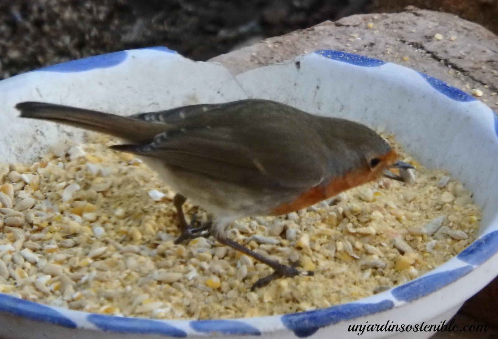 Como atraer pájaros y otras aves a nuestro Jardín, Patio, Terraza o balcón,