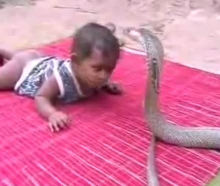 Watch King Cobra Online