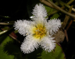  ini merupakan salah satu tanaman bunga dengan bahasa latin dikenal dengan nama  Bunga Kolam Snowflake 