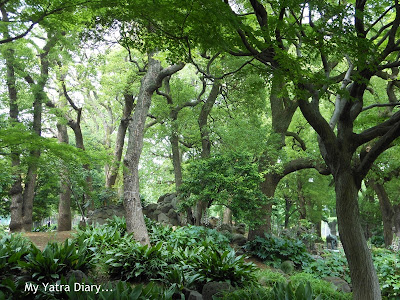 Thick forested groove at Hibiya Garden - Tokyo, Japan