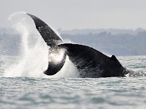 Baleia mostrando a cauda