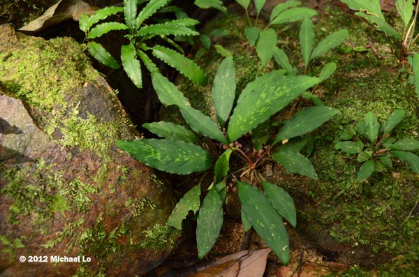 The rainforests of Borneo & Southeast Asia: Piptospatha ridleyi