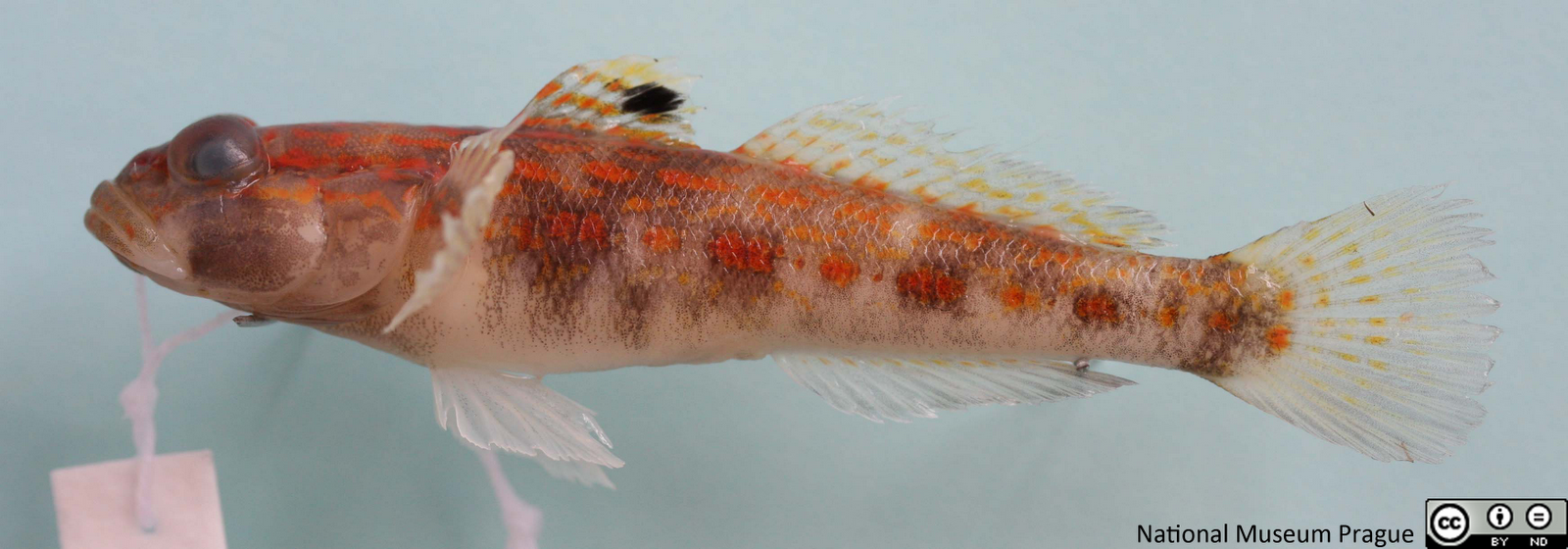OpenUp! blog Content Highlights Gobius kolombatovici from the family
