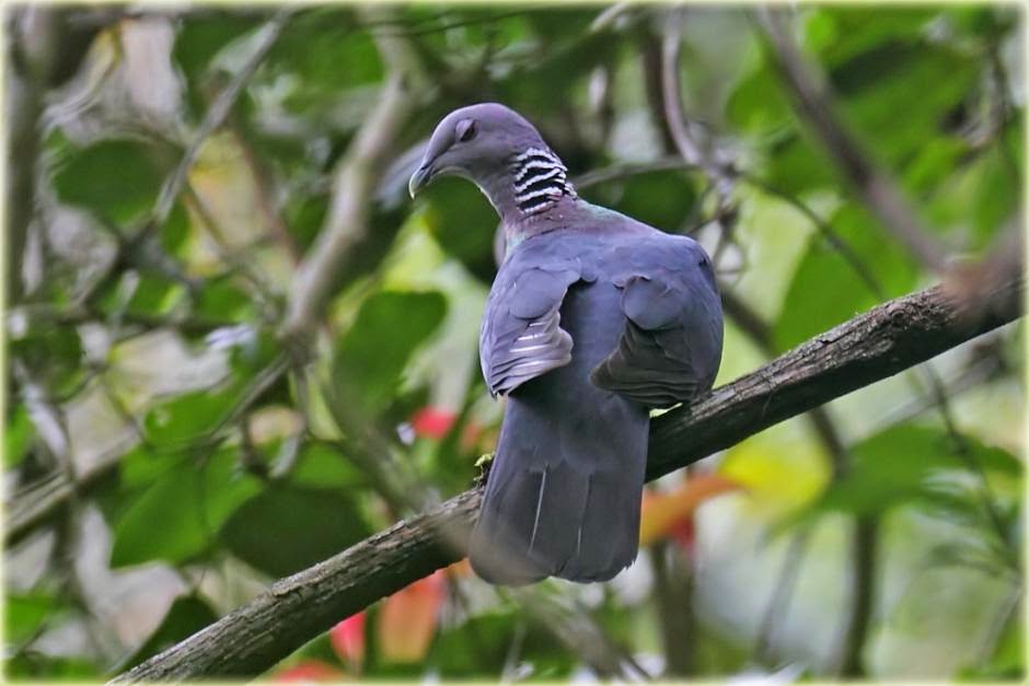 Sri Lanka woodpigeon Columba torringtoniae