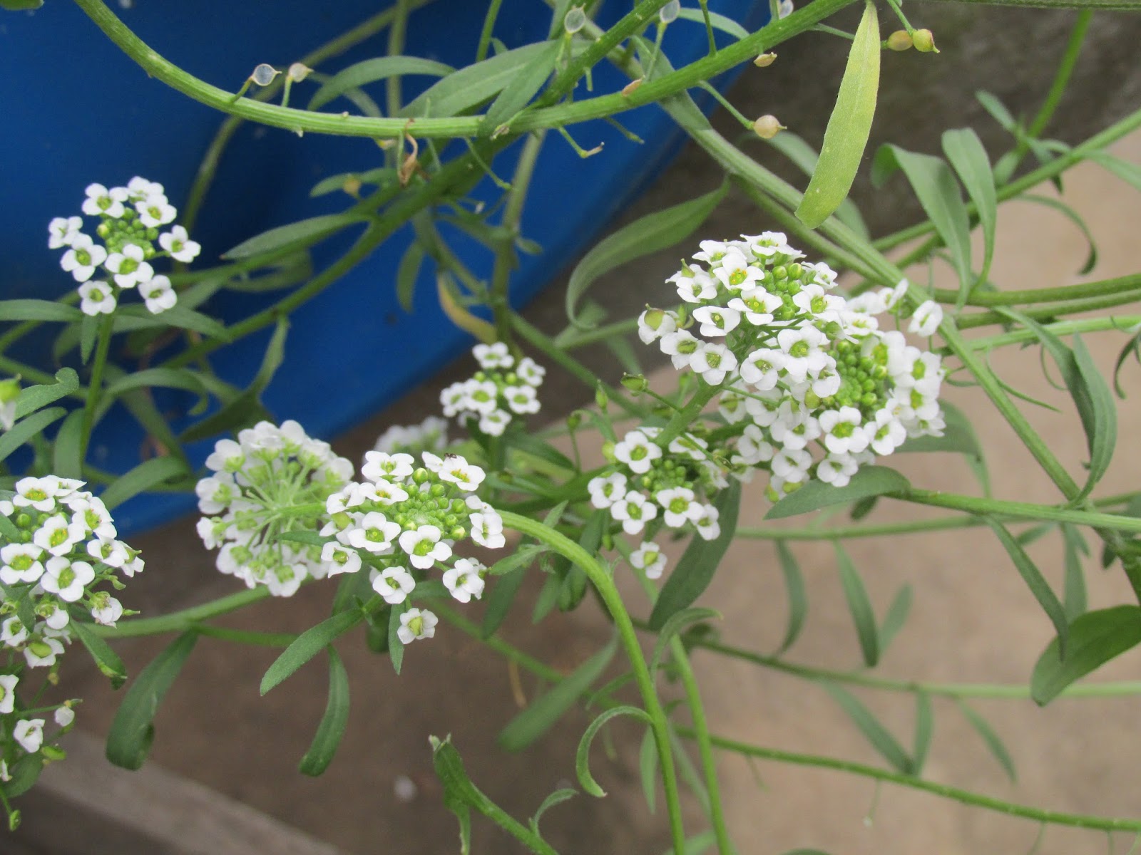 .: Flor de Mel ou Álisso