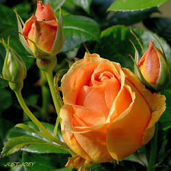 orange roses colour wallpapers rose joey desktop level
