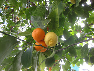 naranja-lim%25C3%25B3n.JPG