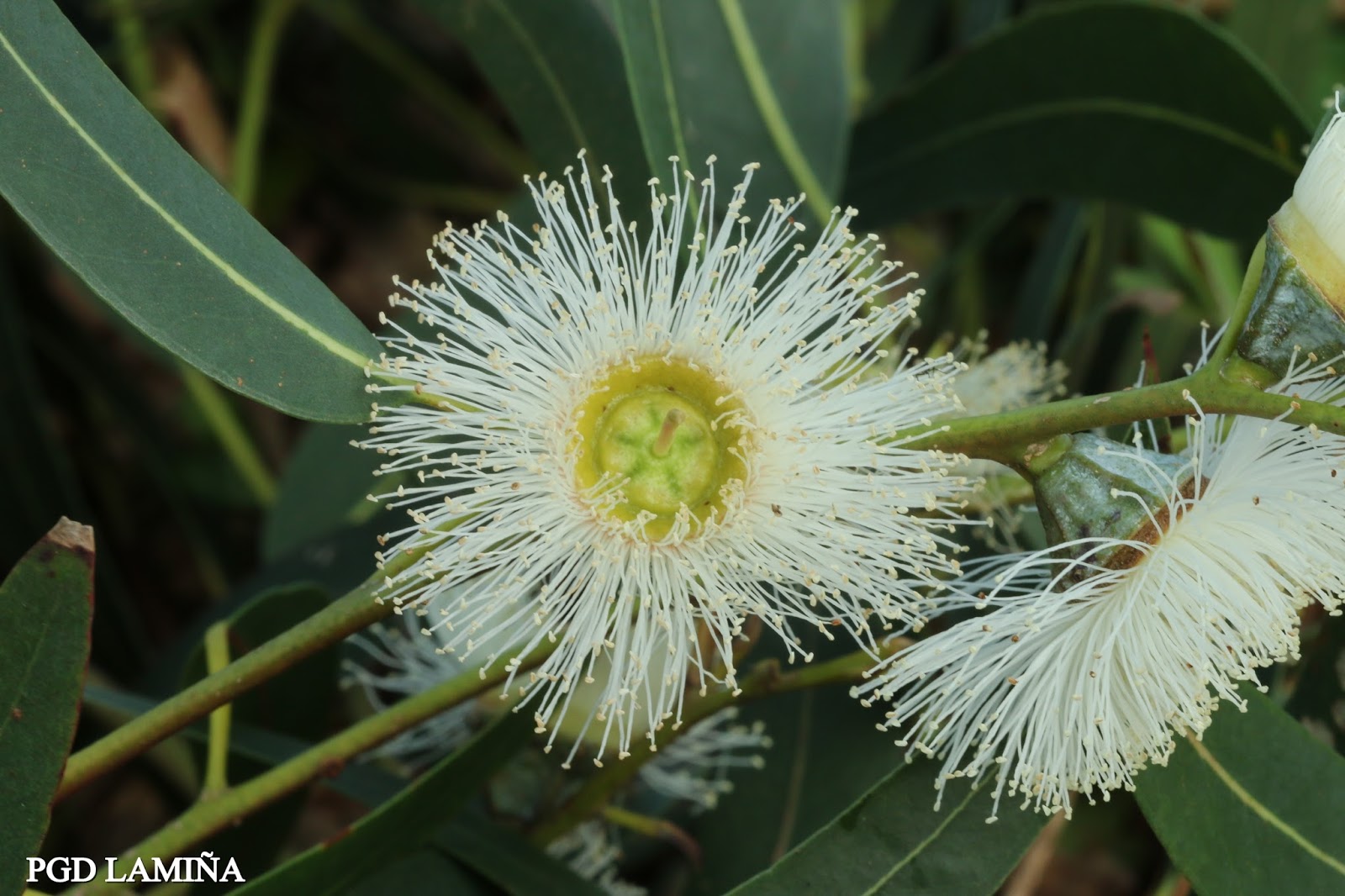 EUCALYPTUS GLOBULUS. eucalipto blanco.