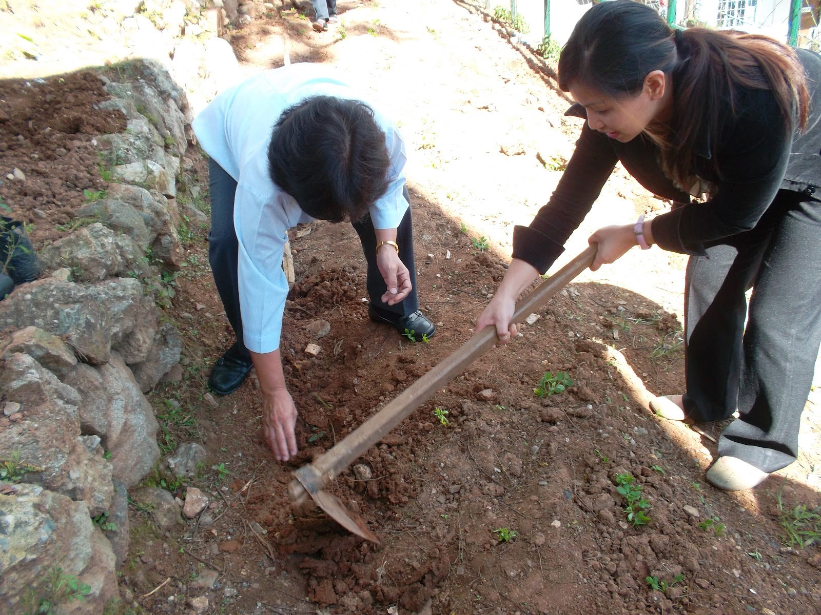 Green Living Zone Tree Planting Campaign