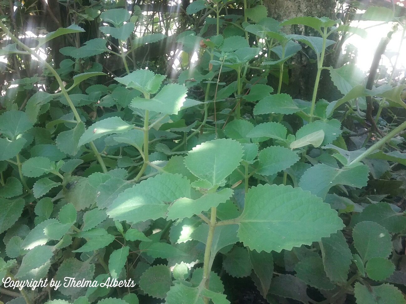 Thelmas' Tropical Garden Kalabo, The Philippines Oregano for Coughs