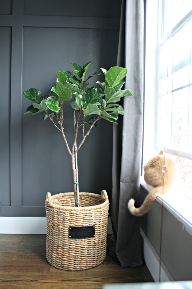 caring for fiddle leaf figs