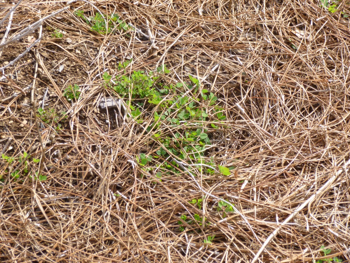 (Liste) Shrubs That Grow Well Under Pine Trees - Unique Some