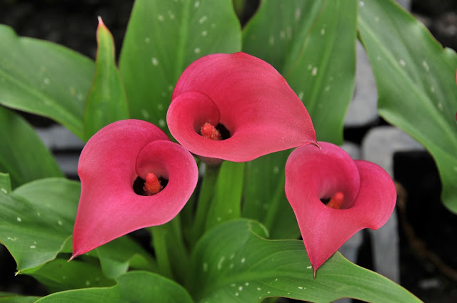 pink z-calla zantedeschia calla lily