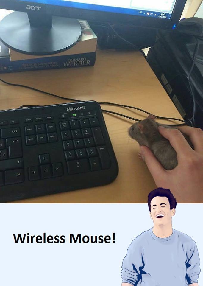 Funny Jokes Funny mouse picture