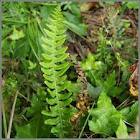 Herbs-Treat and Taste: COMMON POLYPODY, FERN WITH TRADITIONAL MEDICINAL ...