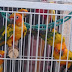 Aseguran a 53 aves exóticas en un centro de acopio clandestino
