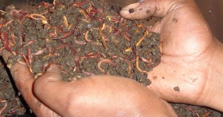 99 Arti Mimpi Cacing Keluar Dari Tangan Kanan Kiri Lengkap Tafsirnya Mimpi Cacing Dan Cabut Gigi 99 Arti Mimpi Cacing Keluar Dari Tangan Kanan Kiri Lengkap Tafsirnya Mimpi Cacing Dan Cabut Gigi