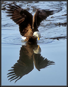 Eagle Hunting Pictures