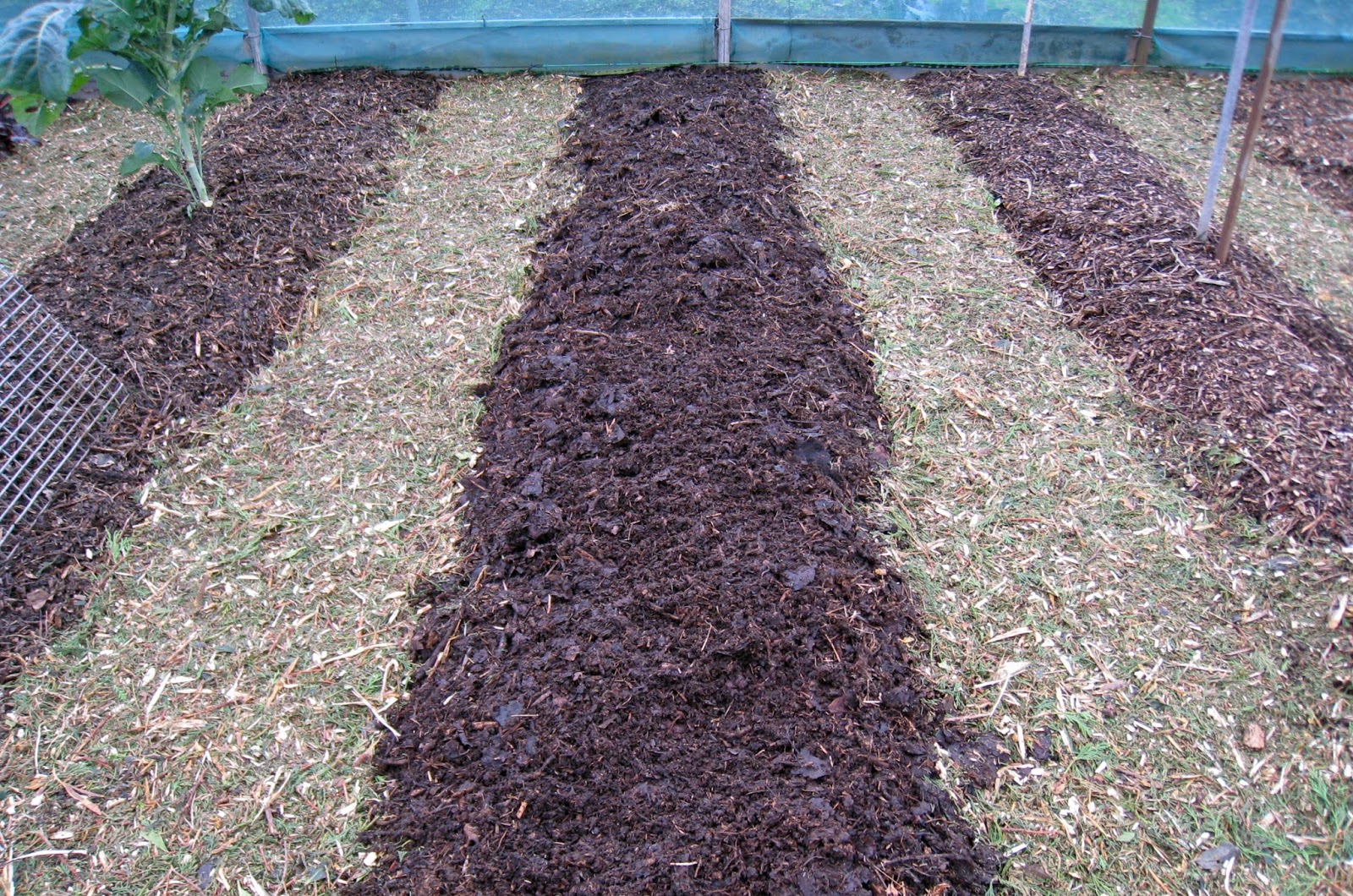 Allotment 37 Compost for covering beds