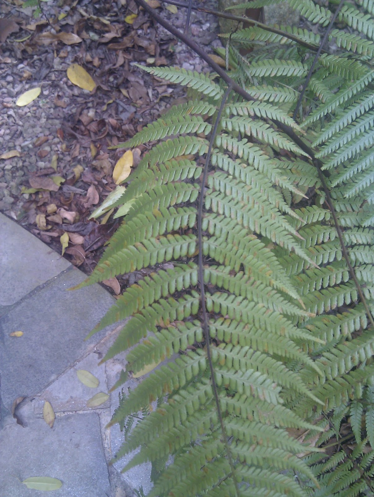 Plants found in Singapore Cibotium barometz