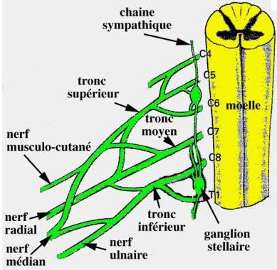 un-m-decin-du-sport-vous-informe-innervation-du-membre-sup-rieur