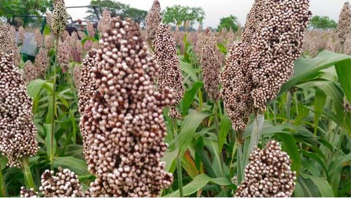 Sorgum Simbol Kerja Keras dan Kemandirian Masyarakat Ende