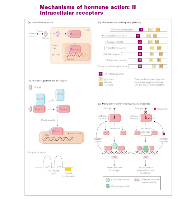Mechanisms Of Hormone Action: II Intracellular Receptors, Nature of the steroid receptor, Estrogen receptors, Estrogen receptor antagonists, Thyroid hormone receptors