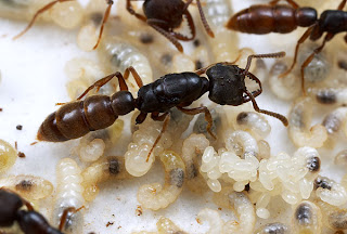 we want to know: Kisah hidup semut