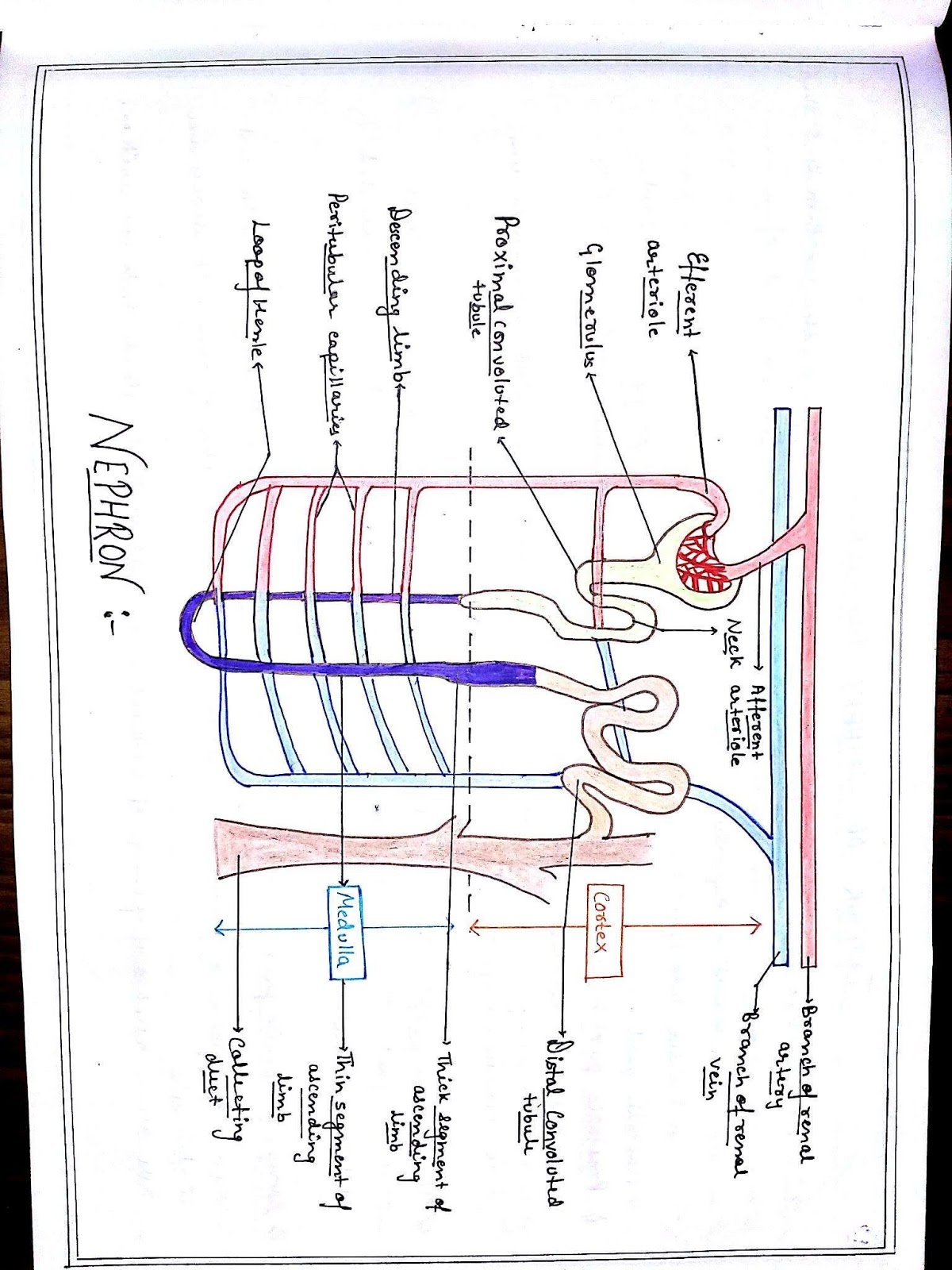 Anatomy Diagram Book