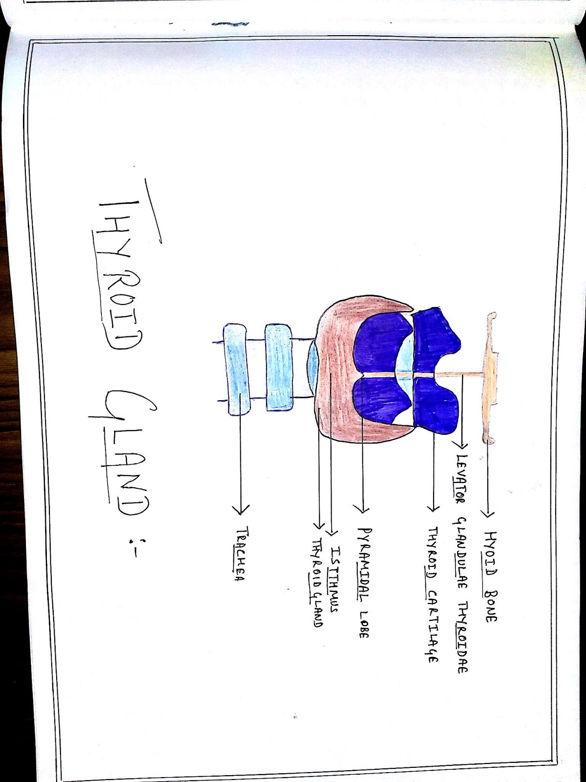 Anatomy Diagram Book
