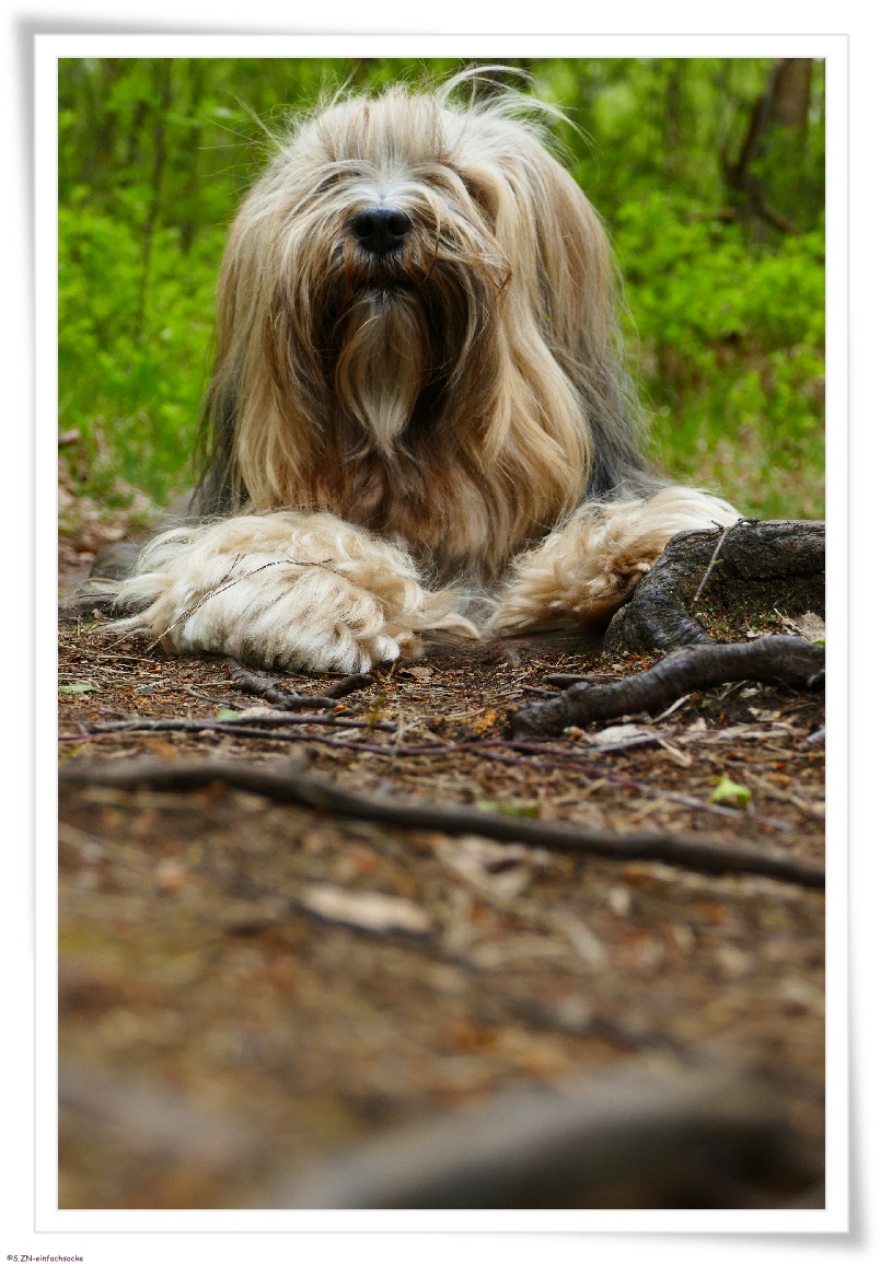 [Hundeblog] Einfach Socke Wenn sie könnte, dann würde sie sprechen….